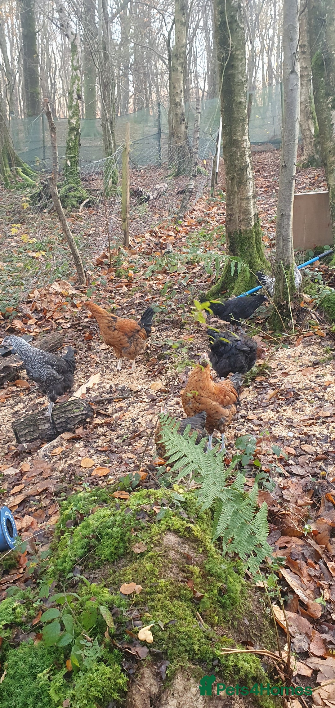 Chickens poultry for sale: Farm yard mix of laying hens and point of lay - Image 8