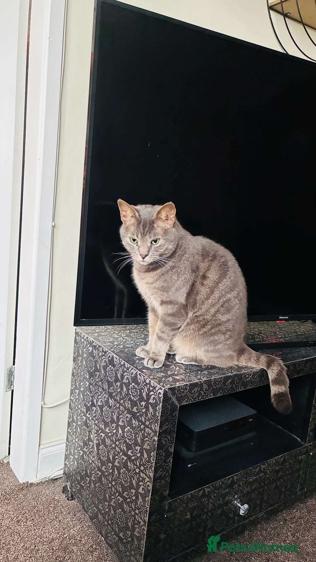 British Shorthair cats for sale: 2 cats for rehoming  - Advert 2