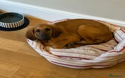 Mixed Breed dogs for adoption: Wren (Hound/Shepherd mix) - Image 10