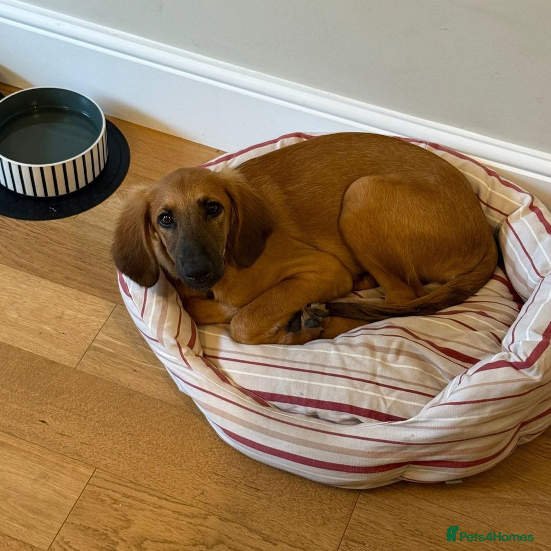 Mixed Breed dogs for adoption: Wren (Hound/Shepherd mix) - Image 10