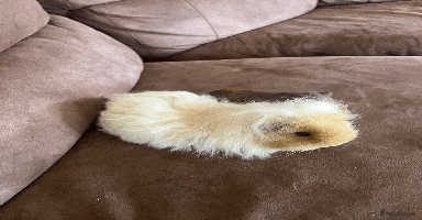 Guinea Pig rodents - Advert 4
