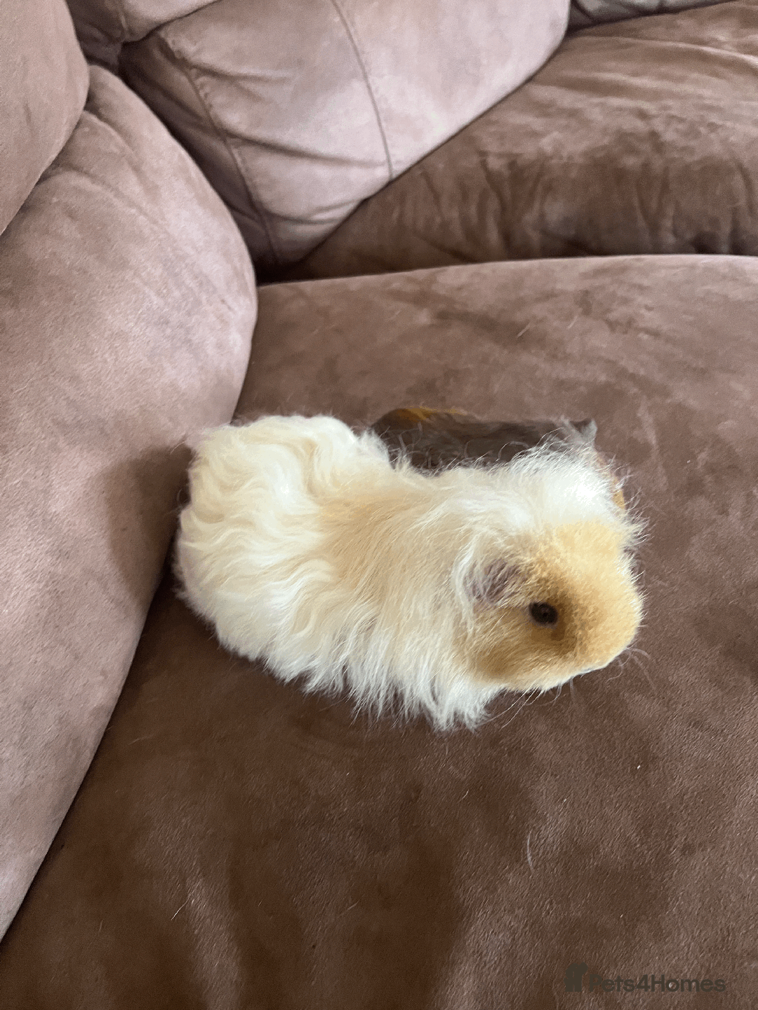 Guinea Pig rodents for sale: TWO FEMALE GUINEA PIGS FOR SALE - Image 3