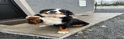 Bernese Mountain Dog dogs for sale: Bernese Mountain Dog Puppies  - Advert 9