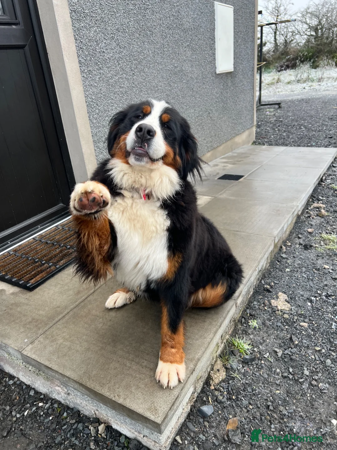 Bernese Mountain Dog dogs for sale: Bernese Mountain Dog Puppies  - Advert 9