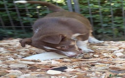 Border Collie dogs for sale: Border collie puppies ** Ready to Leave ** - Image 27