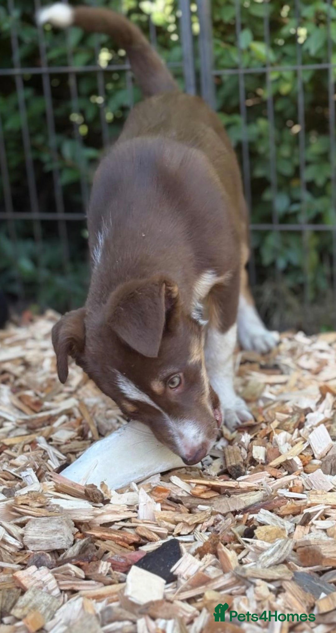 Border Collie dogs for sale: Border collie puppies ** Ready to Leave ** - Image 27