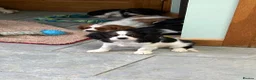 Cavalier King Charles Spaniel dogs for sale: KC Reg cavalier King Charles  - Advert 12