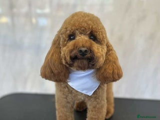 Toy Poodle dogs in Swadlincote - Advert 26