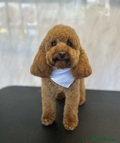 Toy Poodle dogs Ralph - Stud KC registered Toy Poodle in Swadlincote - Advert 1