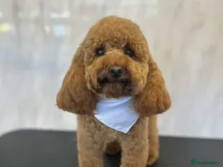 Toy Poodle dogs Ralph - Stud KC registered Toy Poodle in Swadlincote - Advert 10