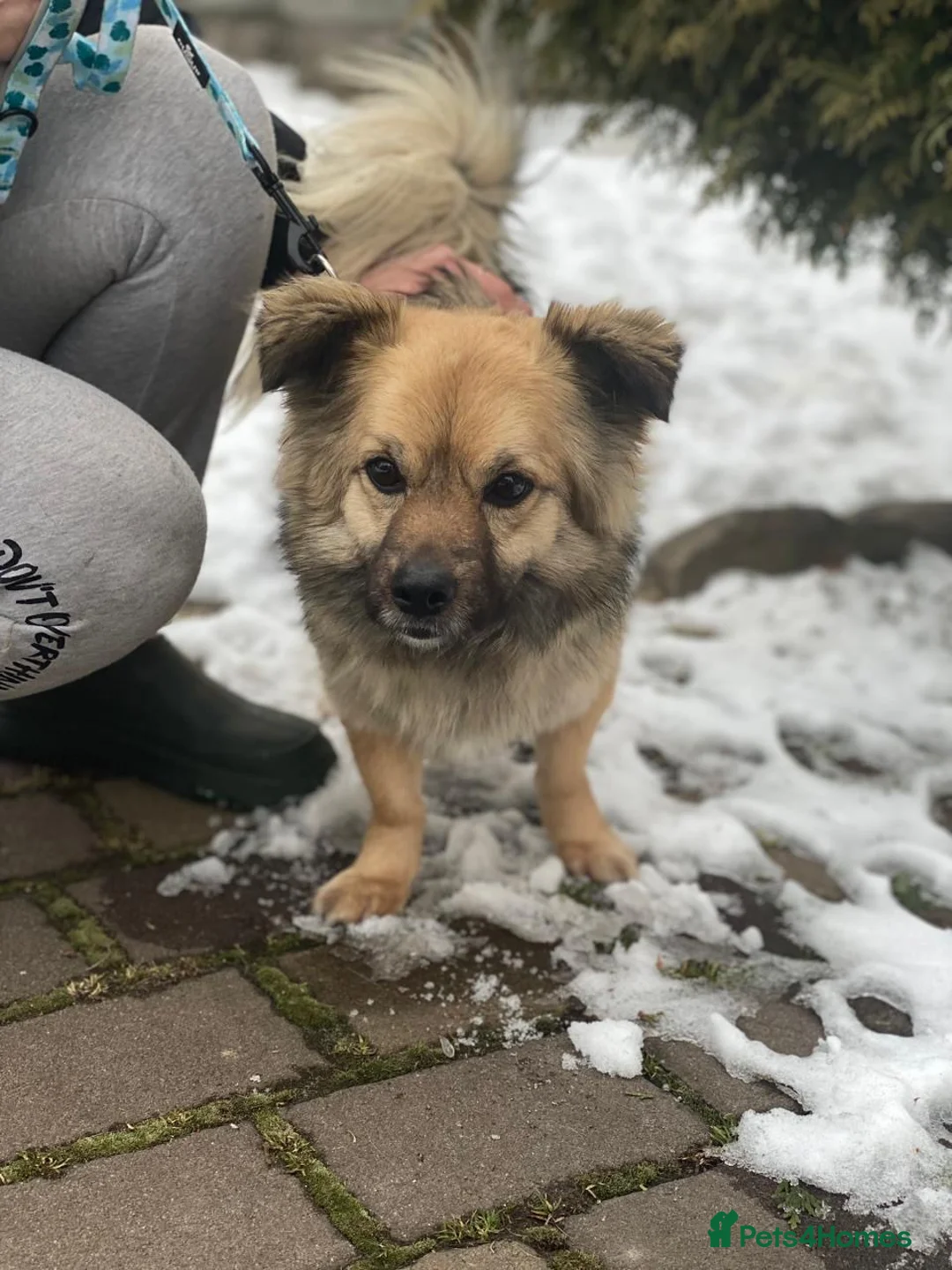 Mixed Breed dogs for adoption: ❤️🐶 RAFFY – The Little Lady Who Loves Cuddles in Burton-on-Trent - Advert 1