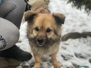 Mixed Breed dogs ❤️🐶 RAFFY – The Little Lady Who Loves Cuddles - Advert 1