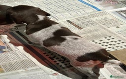 German Shorthaired Pointer dogs for sale: Gorgeous litter of German Shorthair puppies - Image 23