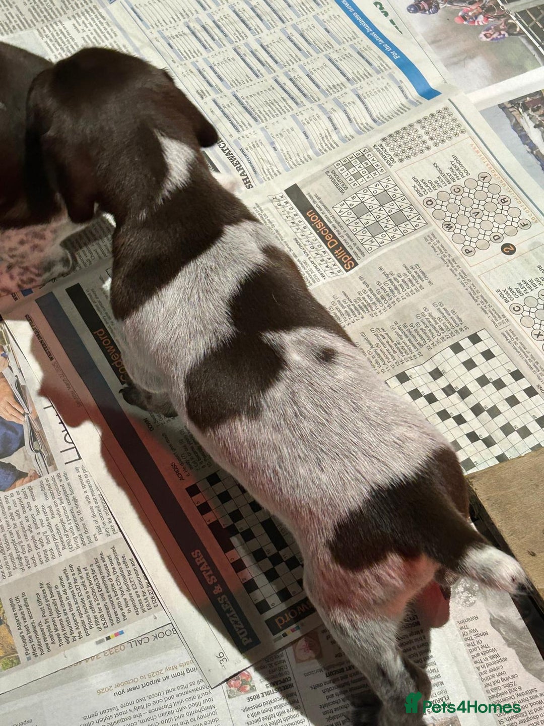 German Shorthaired Pointer dogs for sale: Gorgeous litter of German Shorthair puppies - Image 23