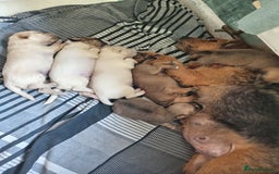 Mixed Breed dogs for sale: Patterdale mix - Image 18