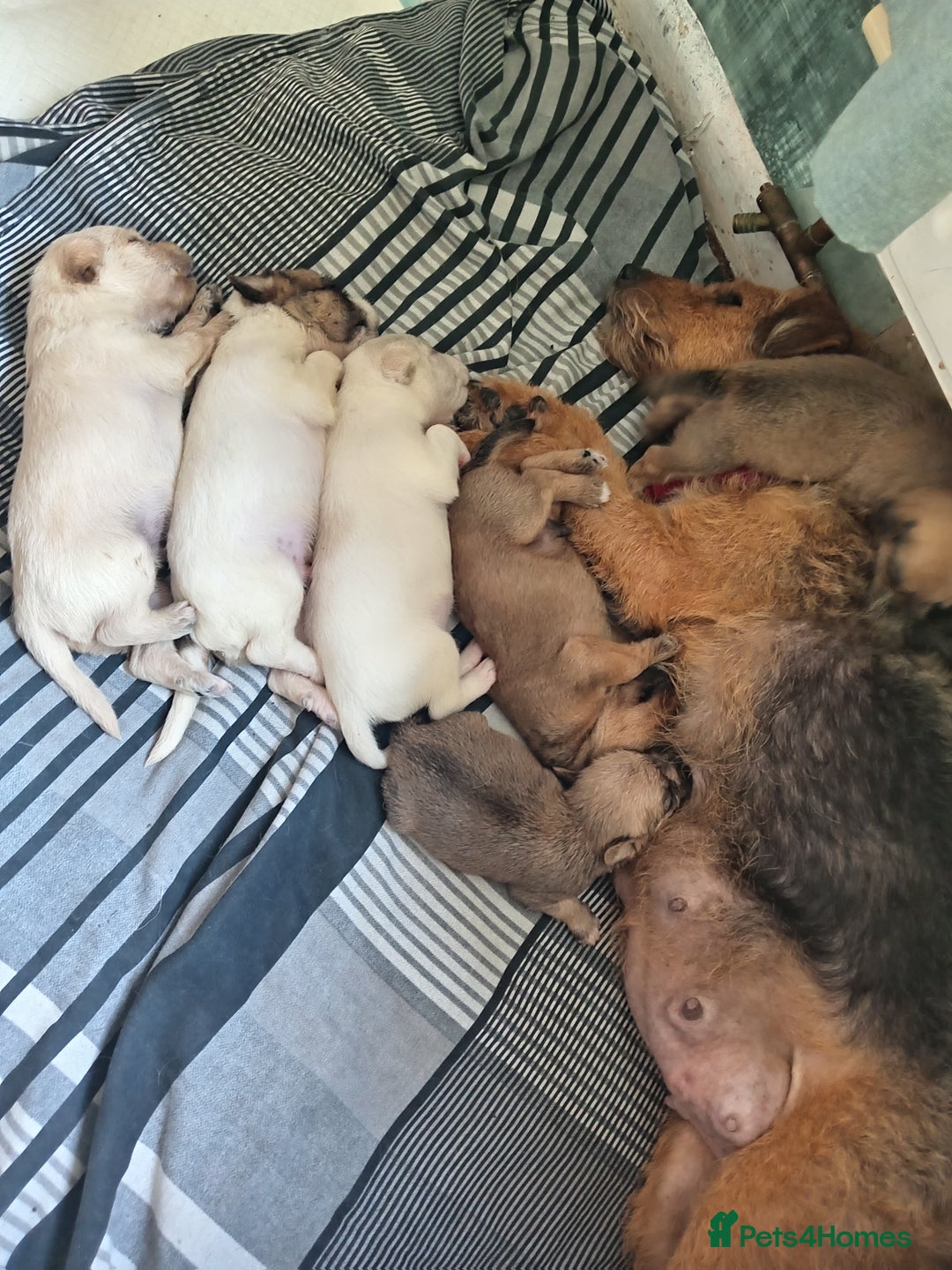 Mixed Breed dogs for sale: Patterdale mix - Image 18