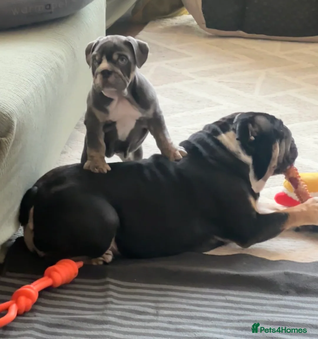 English Bulldog dogs for sale: Beautiful Blue Tri Female Bulldog for Sale in Manchester - Advert 2