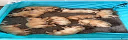 Golden Retriever dogs for sale: Golden Retriever Puppies  - Advert 1
