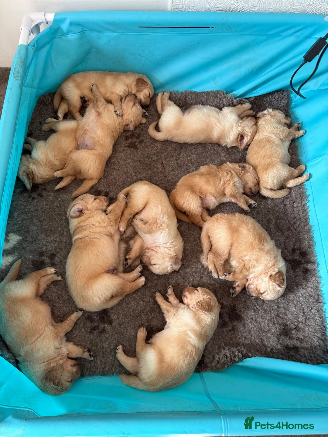 Golden Retriever dogs for sale: Golden Retriever Puppies  - Advert 1