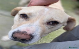 Mixed Breed dogs for adoption: Meet Gary – The Big, Gentle Goofball  - Image 1
