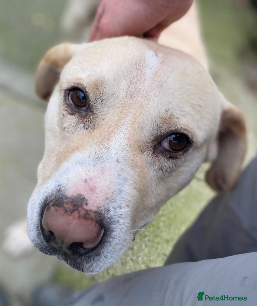 Mixed Breed dogs for adoption: Meet Gary – The Big, Gentle Goofball  - Image 1