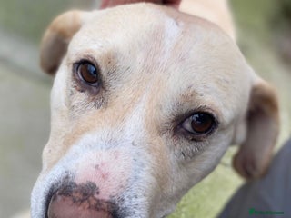 Mixed Breed dogs - Advert 33