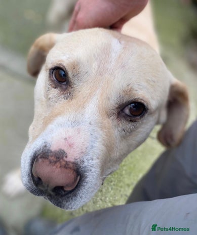 Mixed Breed dogs Meet Gary – The Big, Gentle Goofball - Advert 3
