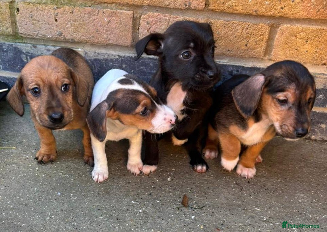 Jack Russell dogs for sale: Jack Russell Puppies - Image 12