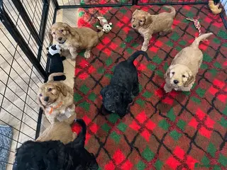 Cockapoo dogs F1 COCKAPOO PUPPIES - Advert 1