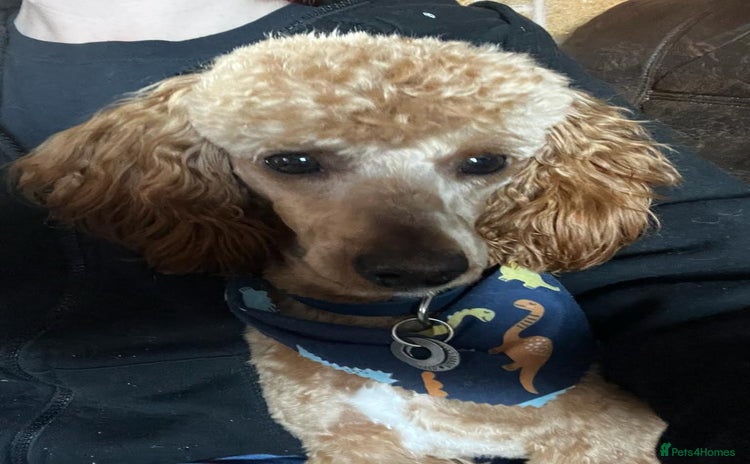 Toy Poodle dogs - Advert 1