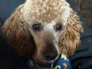 Toy Poodle dogs Beautiful, proven toy poodle for stud - Advert 6