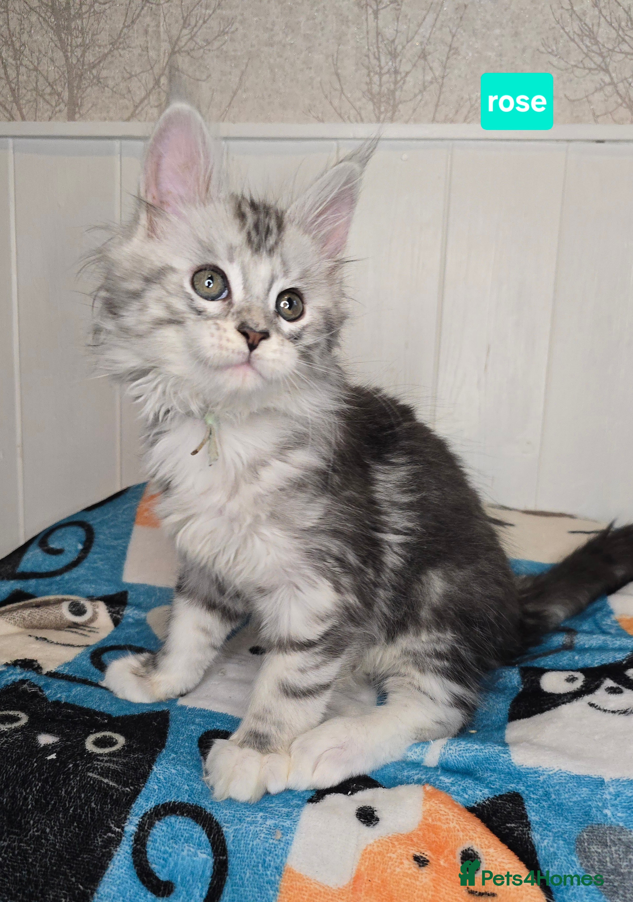 Maine Coon cats Stunning Silver Tica Pedigree Maine Coon Kittens - Advert 1