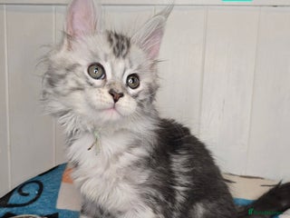 Maine Coon cats Stunning Silver Tica Pedigree Maine Coon Kittens - Advert 1