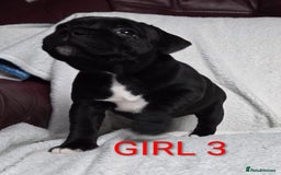 Staffordshire Bull Terrier dogs for sale: KC registered Champions Bloodline Show Quality  - Image 16