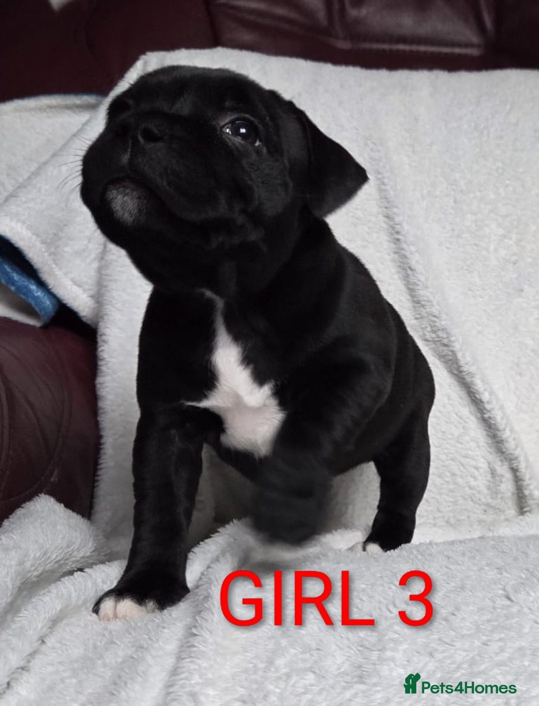 Staffordshire Bull Terrier dogs for sale: KC registered Champions Bloodline Show Quality  - Image 16