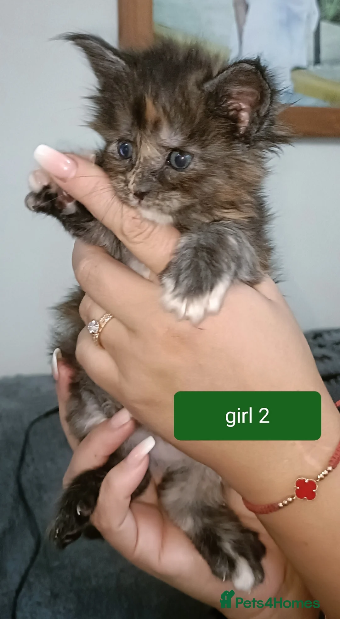 Maine Coon cats for sale: 😻😻😻Adorable fluffy Maine Coon kittens 😻😻😻 - Advert 17