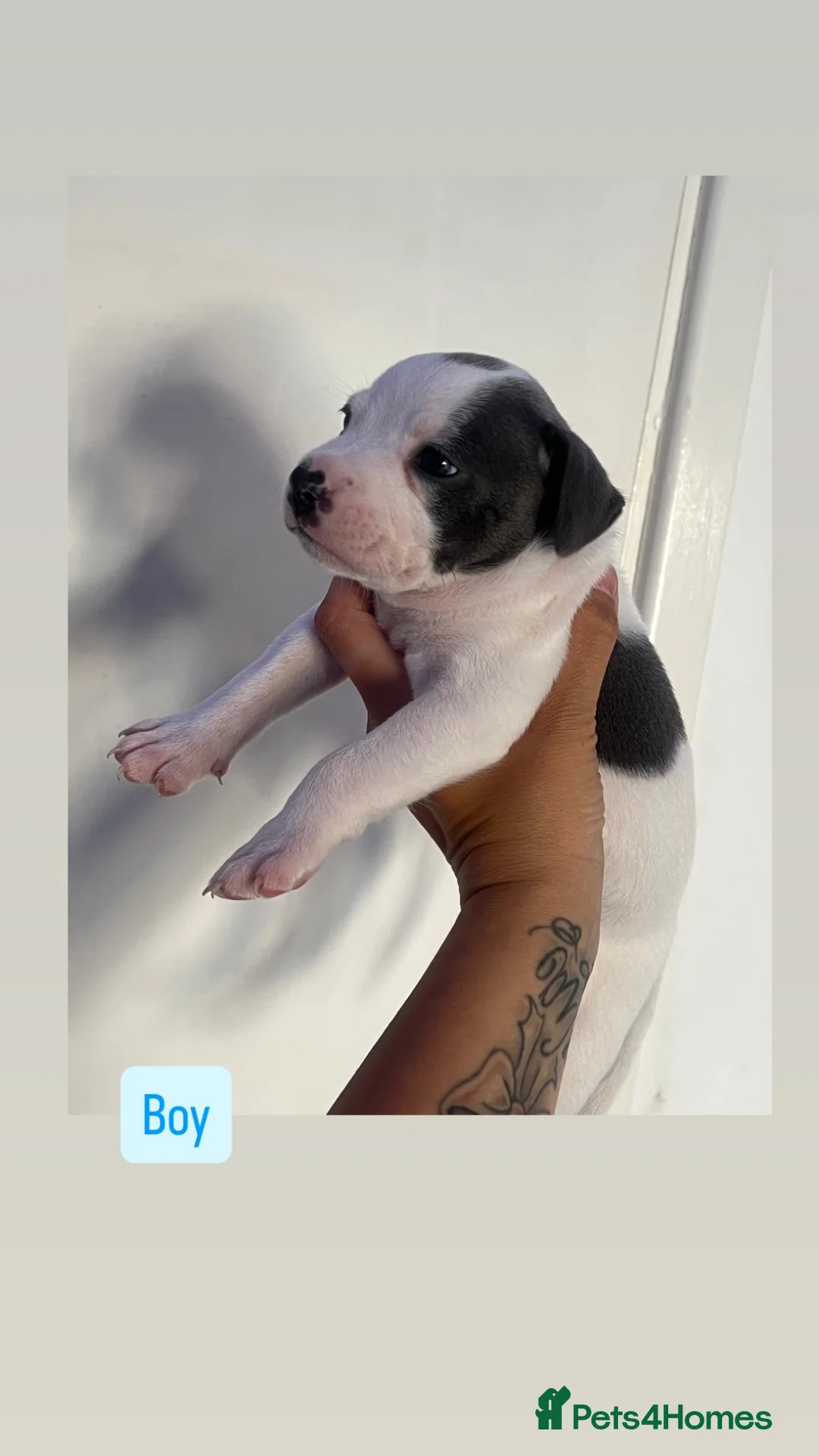 Staffordshire Bull Terrier dogs for sale: 5 beautiful girls and 2 stunning boy staffys.  - Advert 2