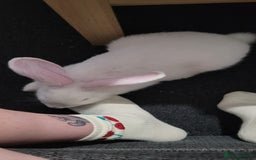 Continental Giant rabbits for sale: Needs a new loving home  - Image 5