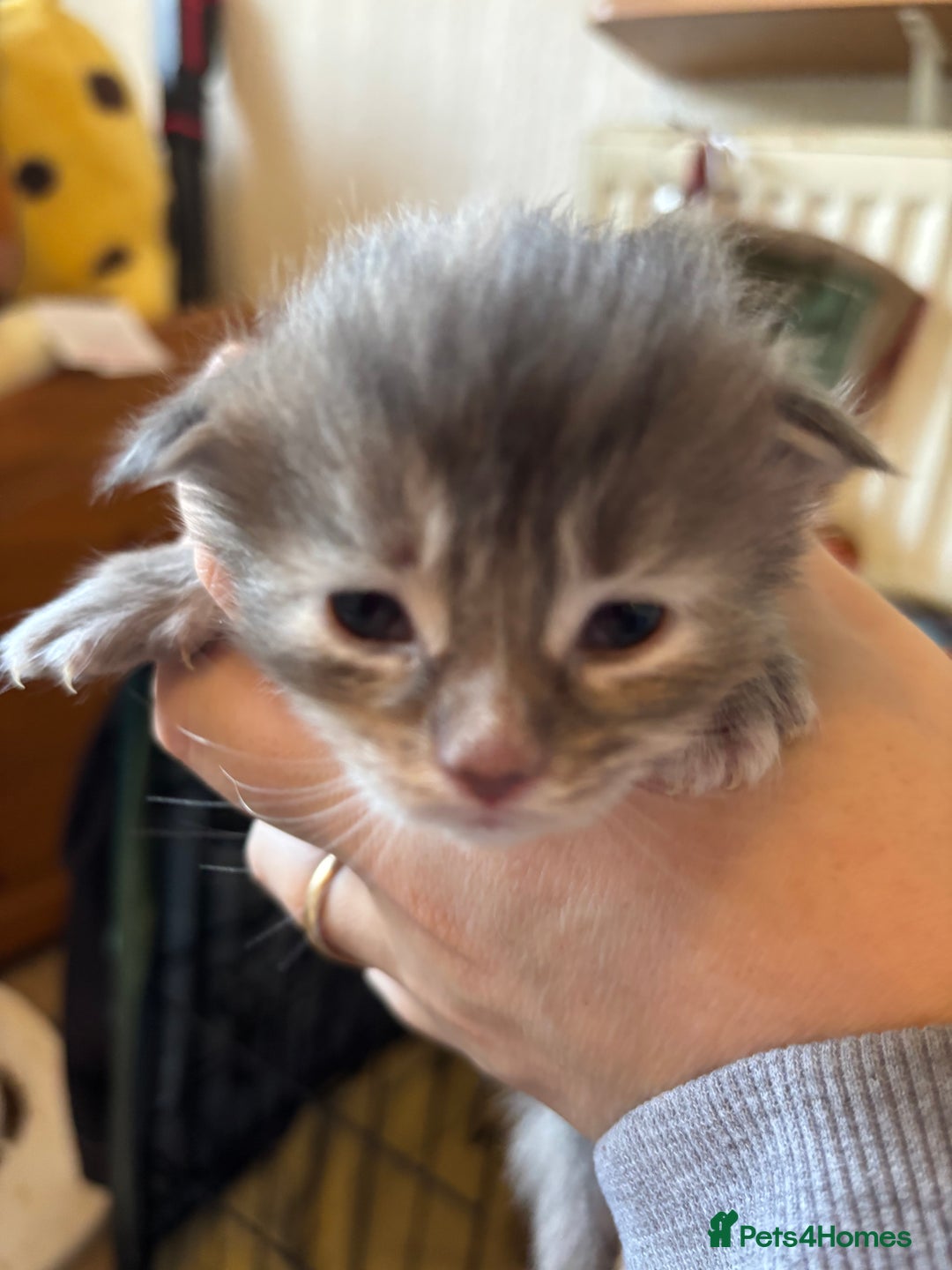 Maine Coon cats for sale: 5 Maine coon babies  - Advert 5