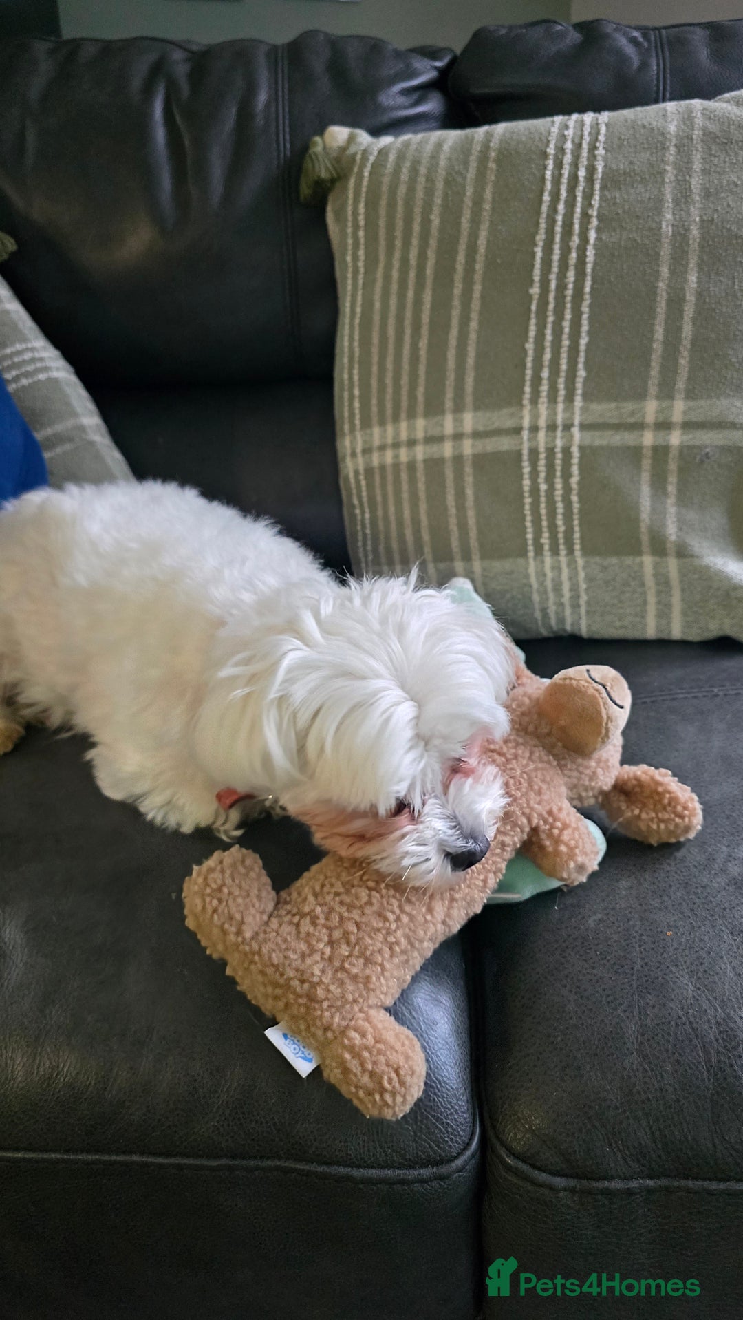 Maltese dogs for sale: Maltese female dog (BELLA) - Advert 2