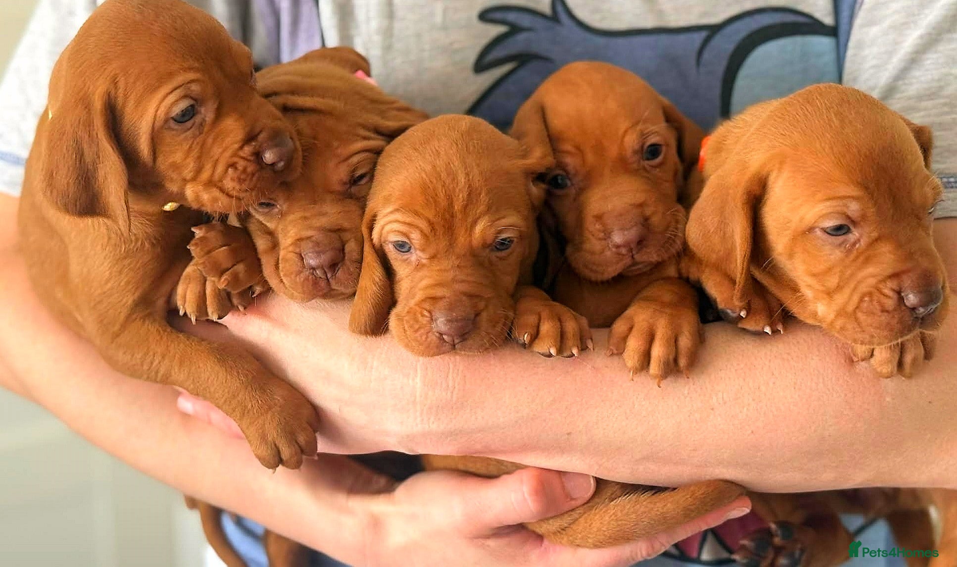 Hungarian Vizsla dogs 4 girls feft🐶 Hungerian Viszla Puppies 🐶😍  - Advert 2