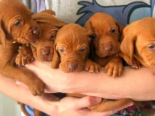 Hungarian Vizsla dogs 4 girls feft🐶 Hungerian Viszla Puppies 🐶😍 - Advert 16