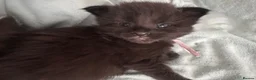 Maine Coon cats for sale: Tica registered Adorable Mainecoon Kittens - Advert 19