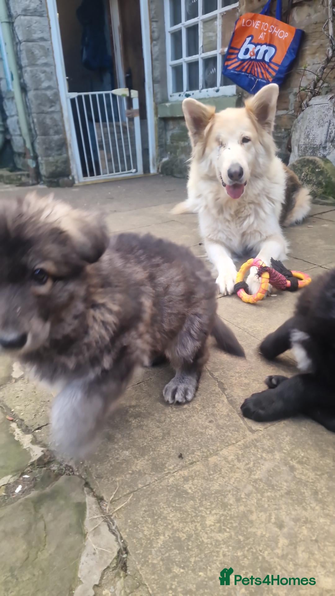 German Shepherd dogs 3 Beautiful German Shepherd Puppies RTG  - Advert 4