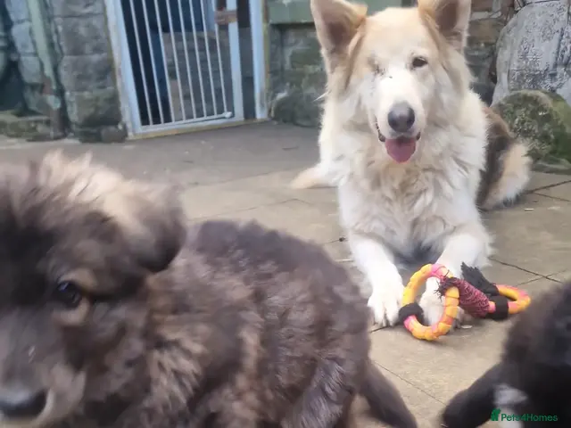 German Shepherd dogs 3 Beautiful German Shepherd Puppies RTG - Advert 3
