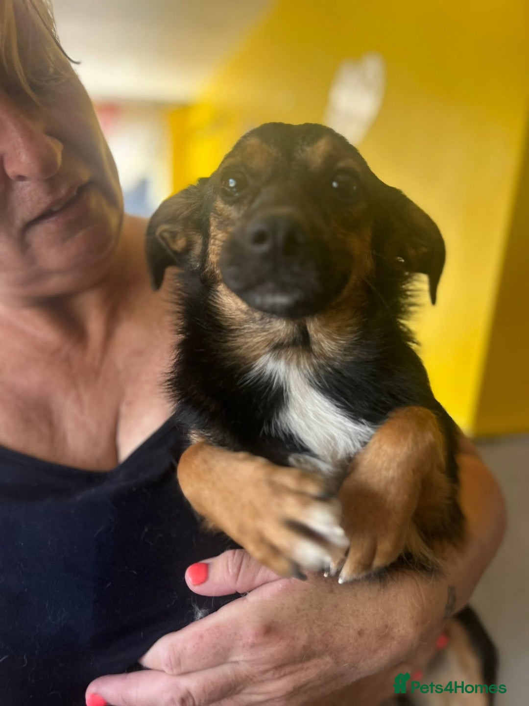 Mixed Breed dogs for adoption: Chilli - Norwich Norfolk  - Image 3