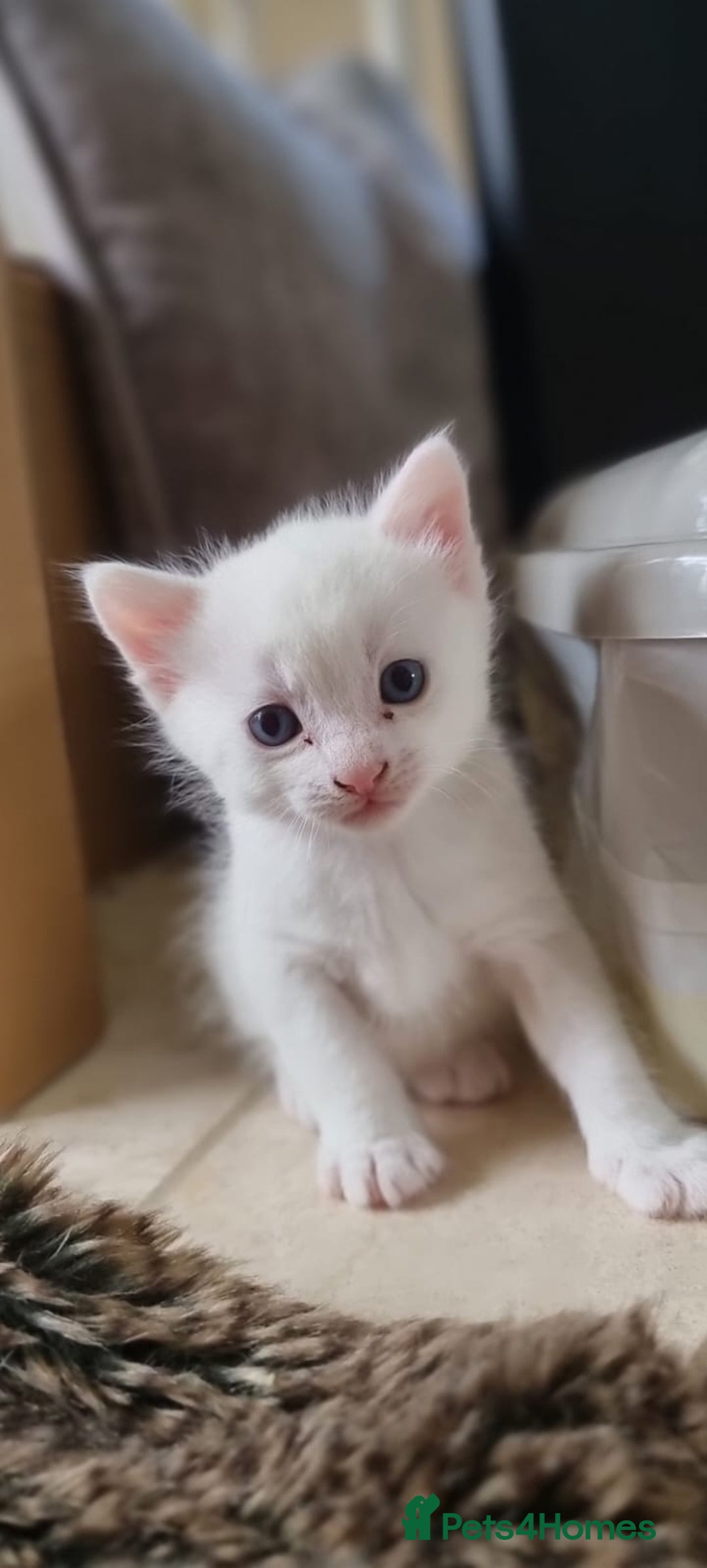 Turkish Angora cats for sale: Luxury Turkish Agora kittens for sale - Advert 3