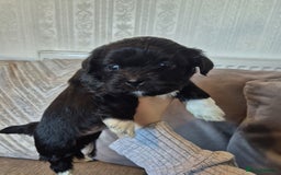 Lhasa Apso dogs for sale: Lhaso Apso Puppies  - Image 28