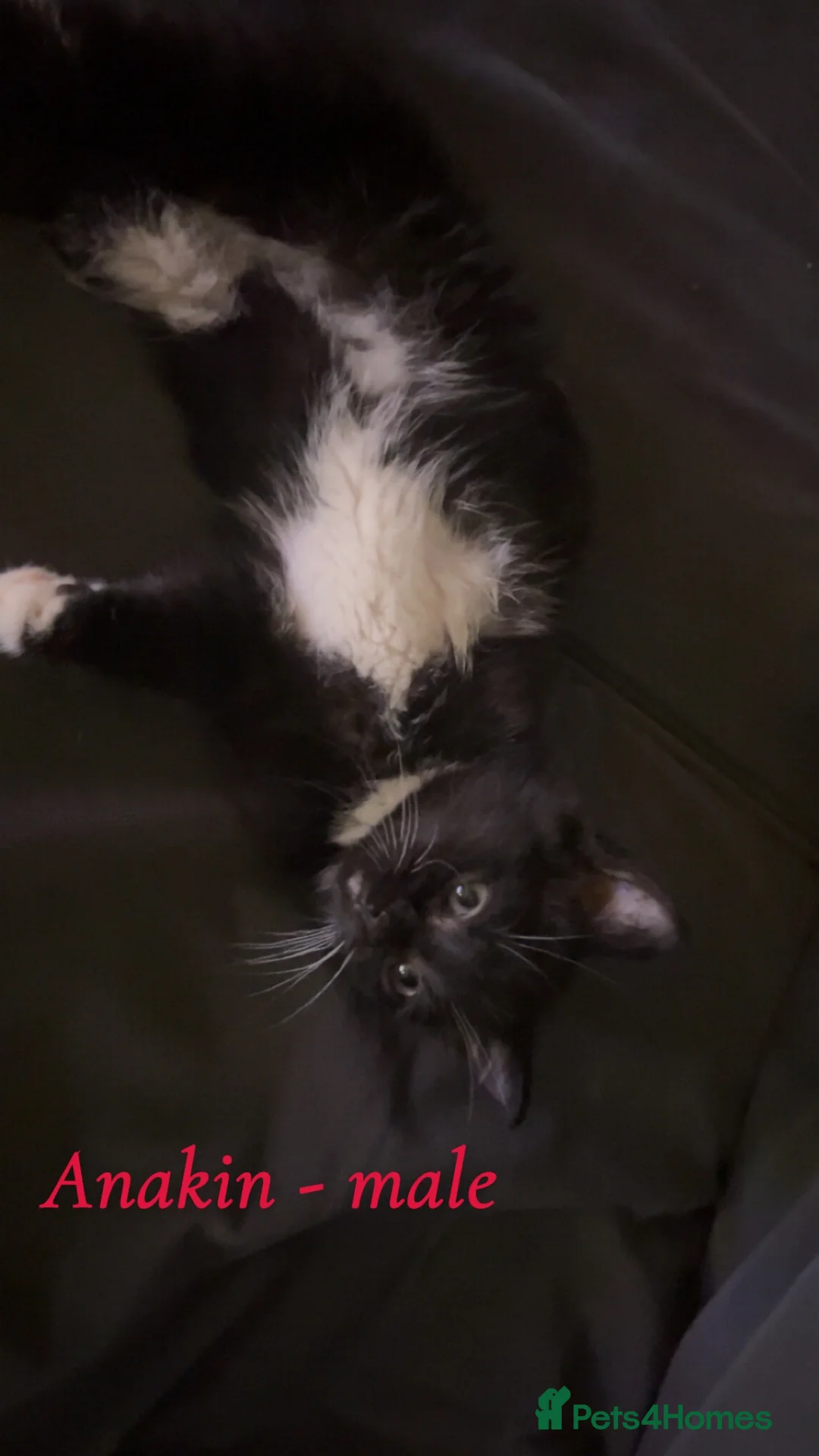 Mixed Breed cats for sale: Male kitten ready for his forever home - Advert 2