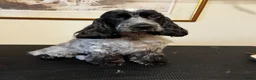Cocker Spaniel dogs for sale: 6 month KC Show Lines Blue Roan  - Advert 1